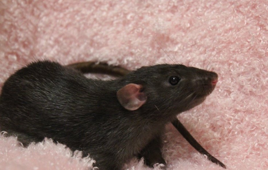 Черные крысята Дамбо