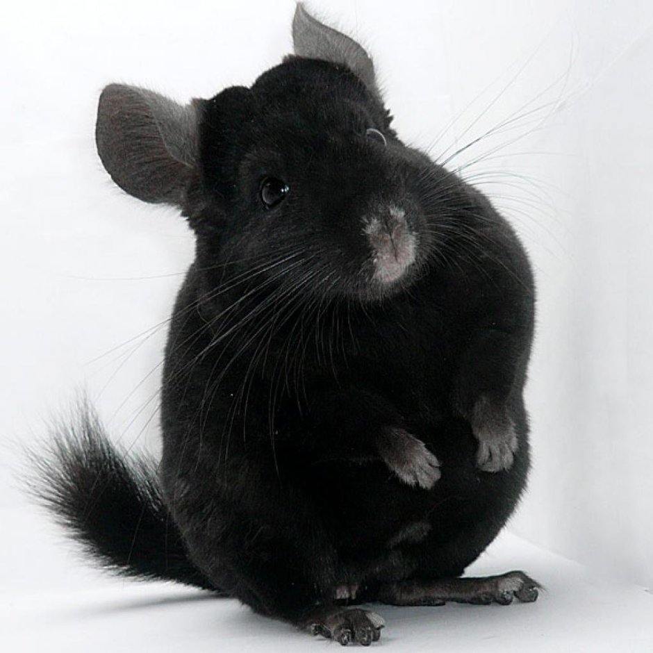 Шиншилла черный эбони