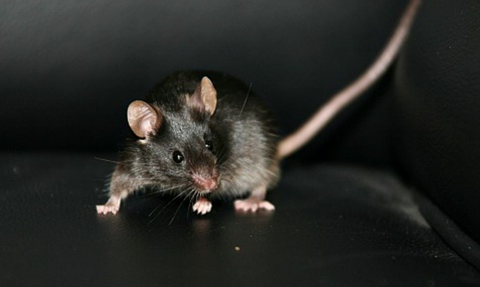 Мышь Живая черная