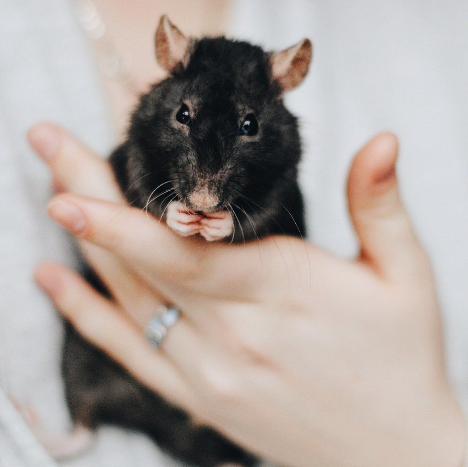 Декоративная крыса черная