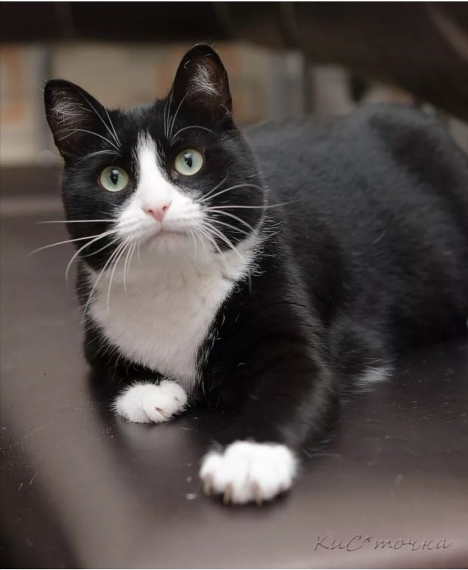 Черный биколор европейская короткошерстная