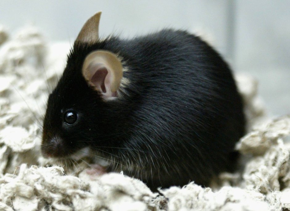 Черная мышь