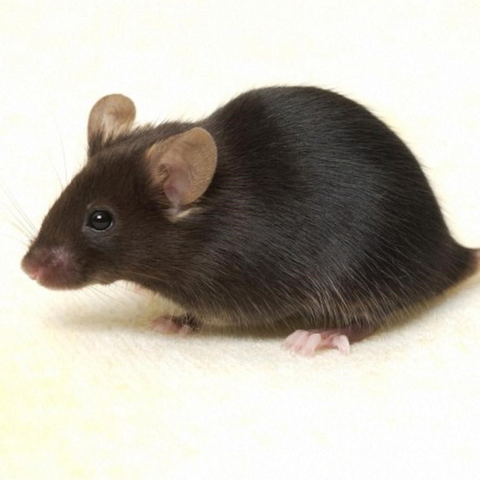 Крыса Дамбо без хвоста