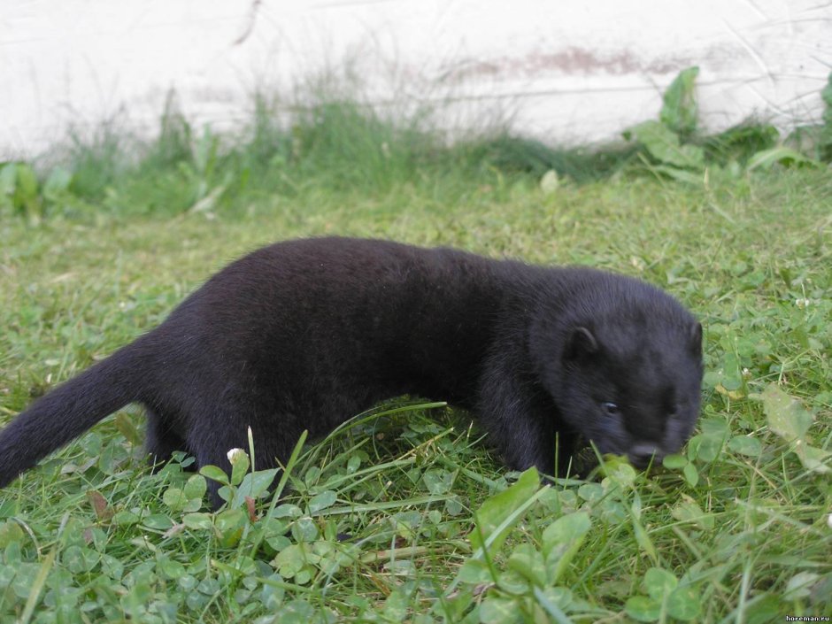 Североамериканская норка