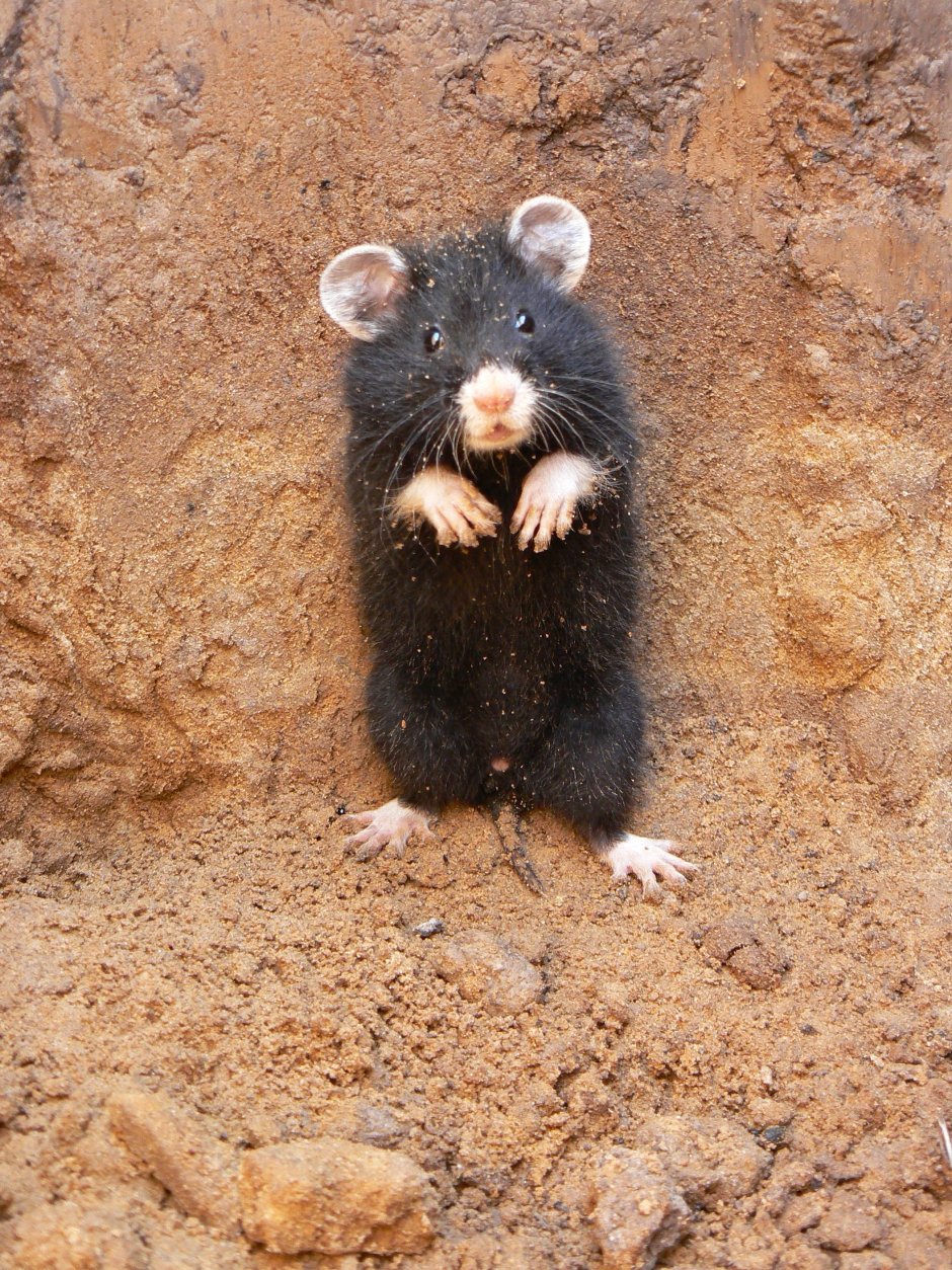 Дикий хомяк карбыш черный