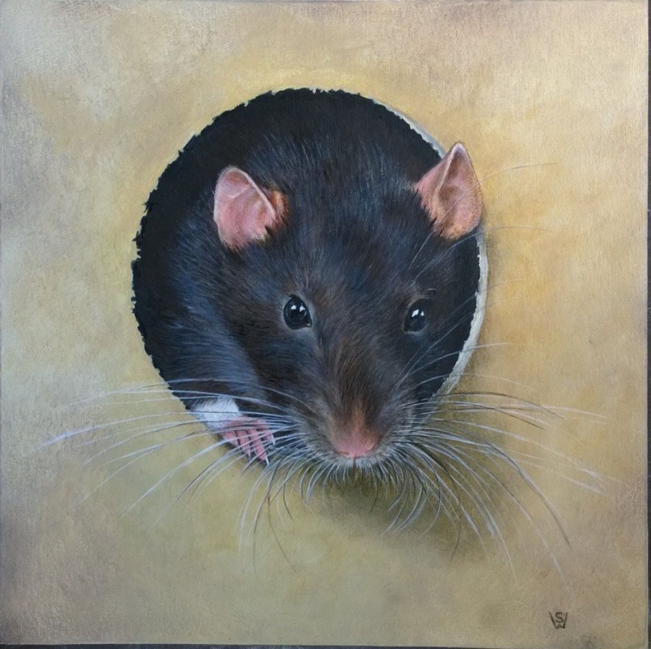 Крыса арт
