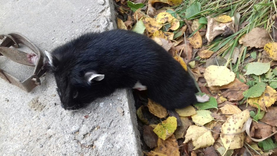 Карбыш черный