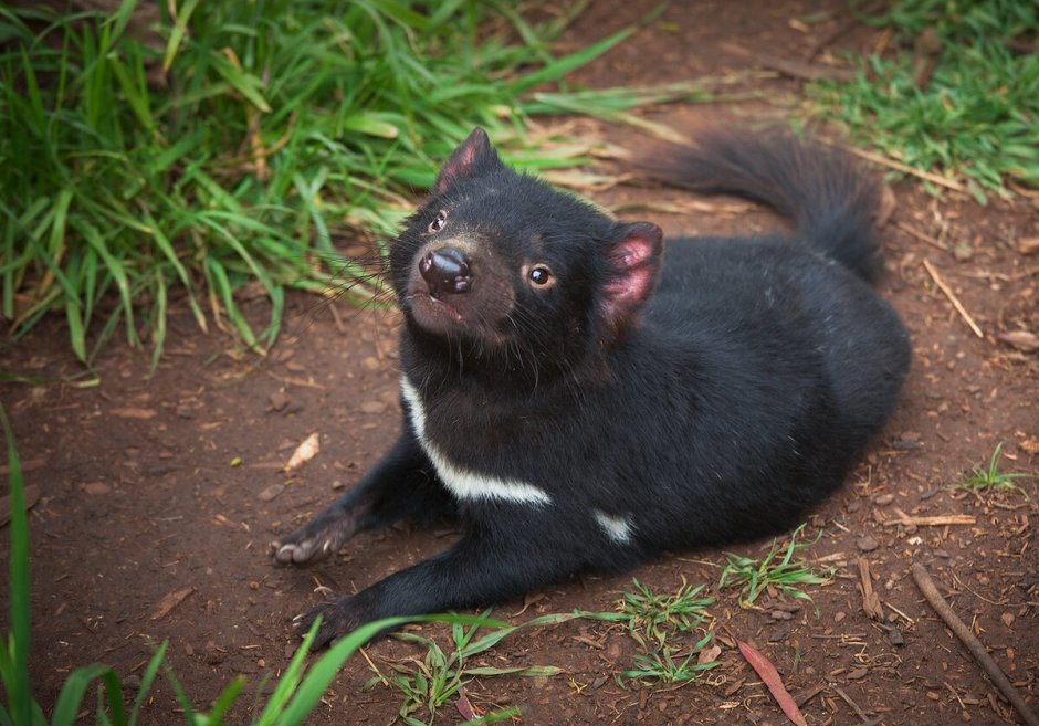 Тасмания сумчатый дьявол