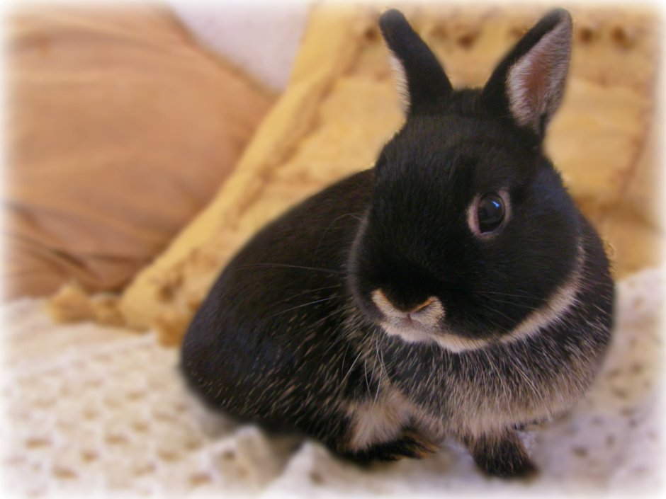 Карликовый кролик оттер