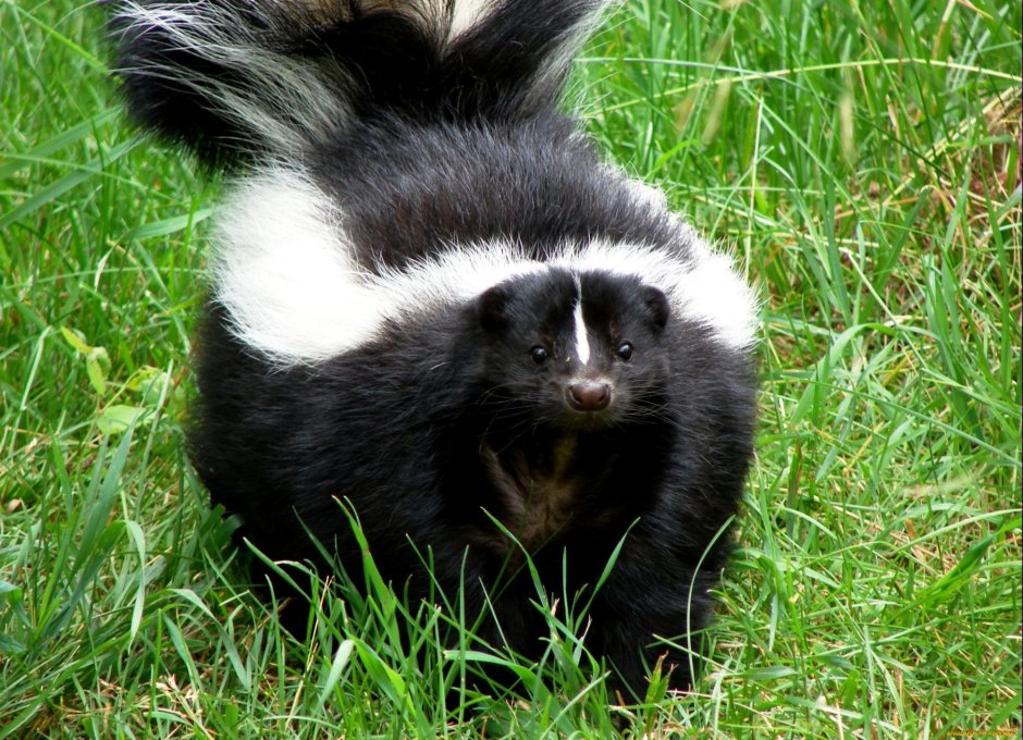Барсук енот скунс