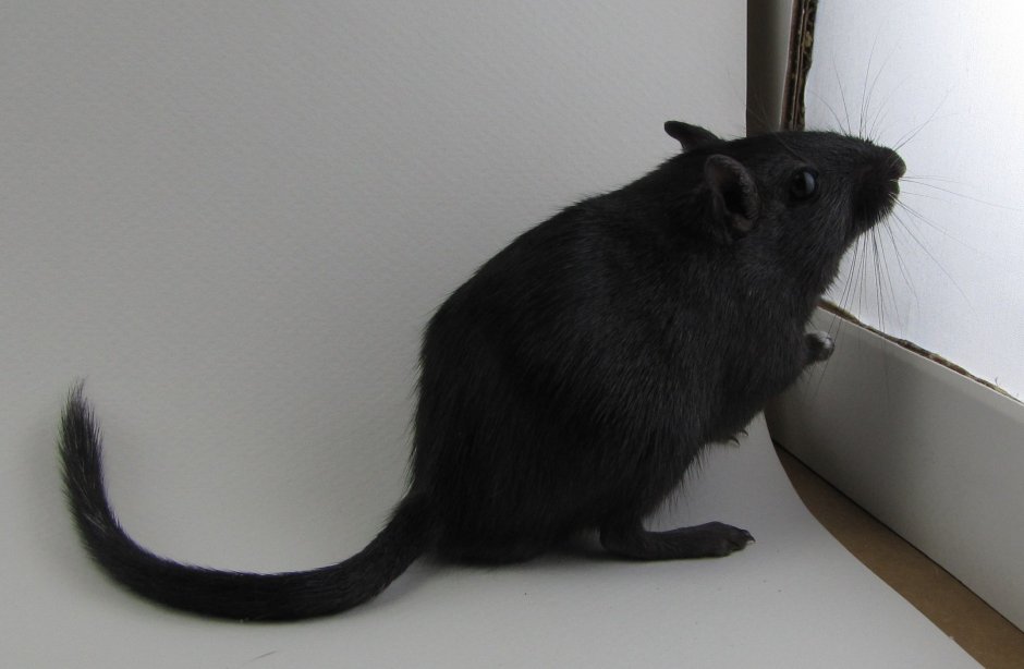 Монгольская Песчанка черная