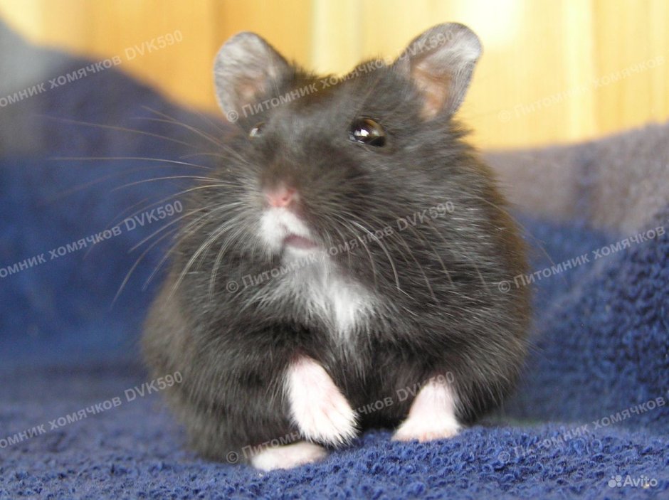 Черный хомячок с белыми лапками