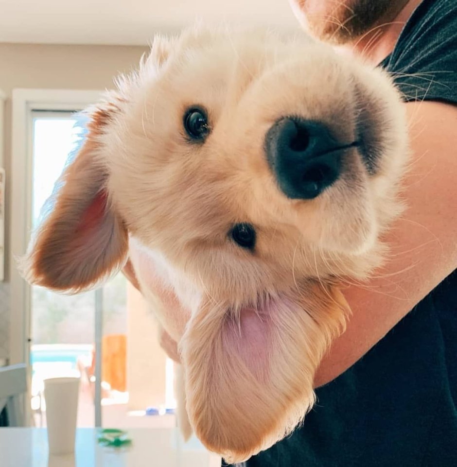 Милые животные