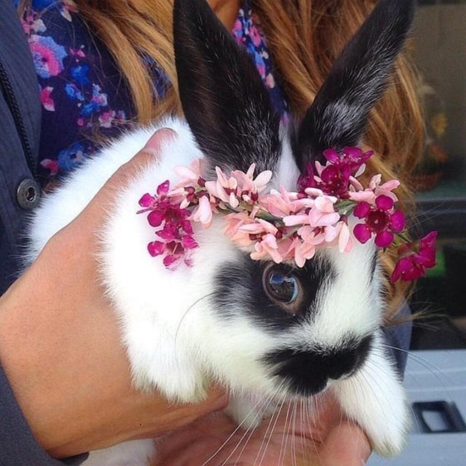 Животное для инстаграмма