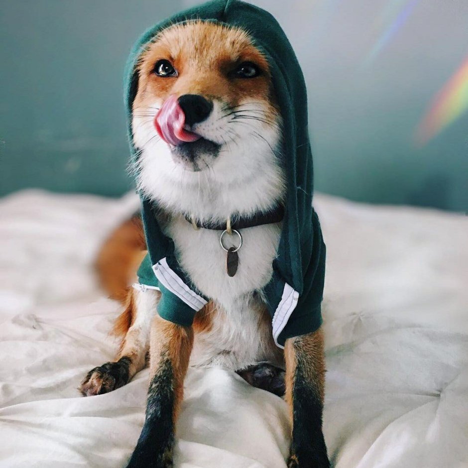 Лиса Джунипер в Инстаграм