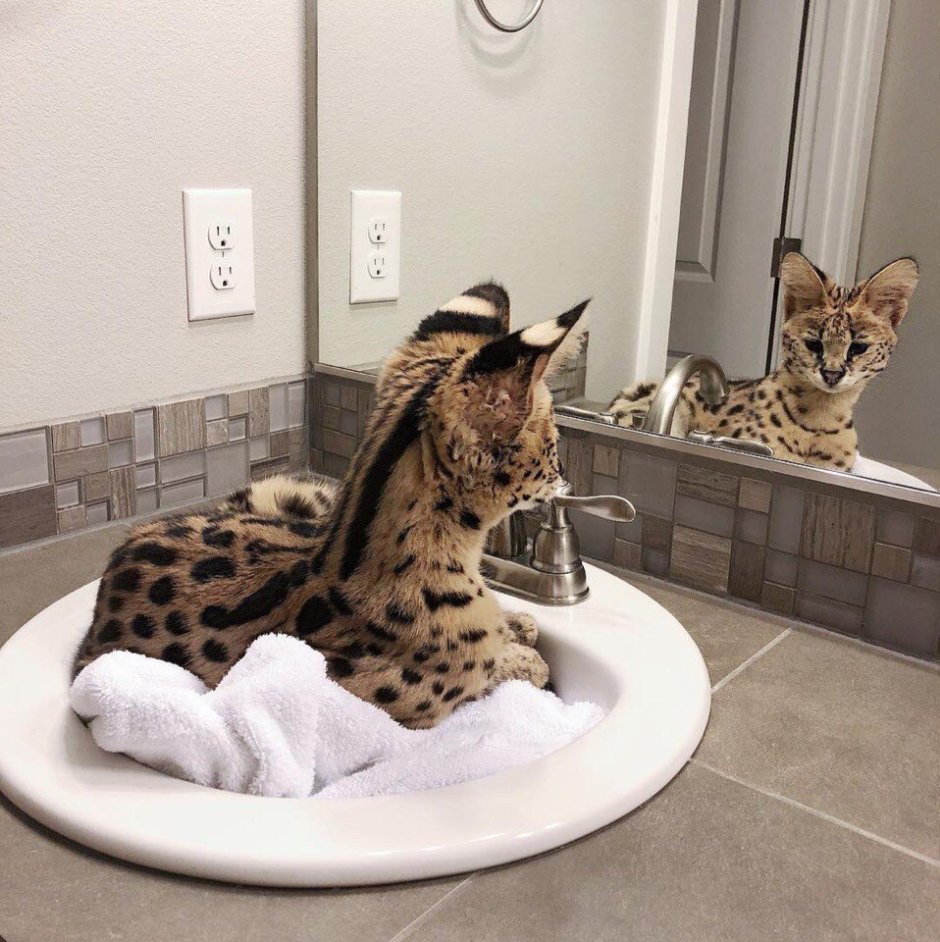 Сервал гуччи