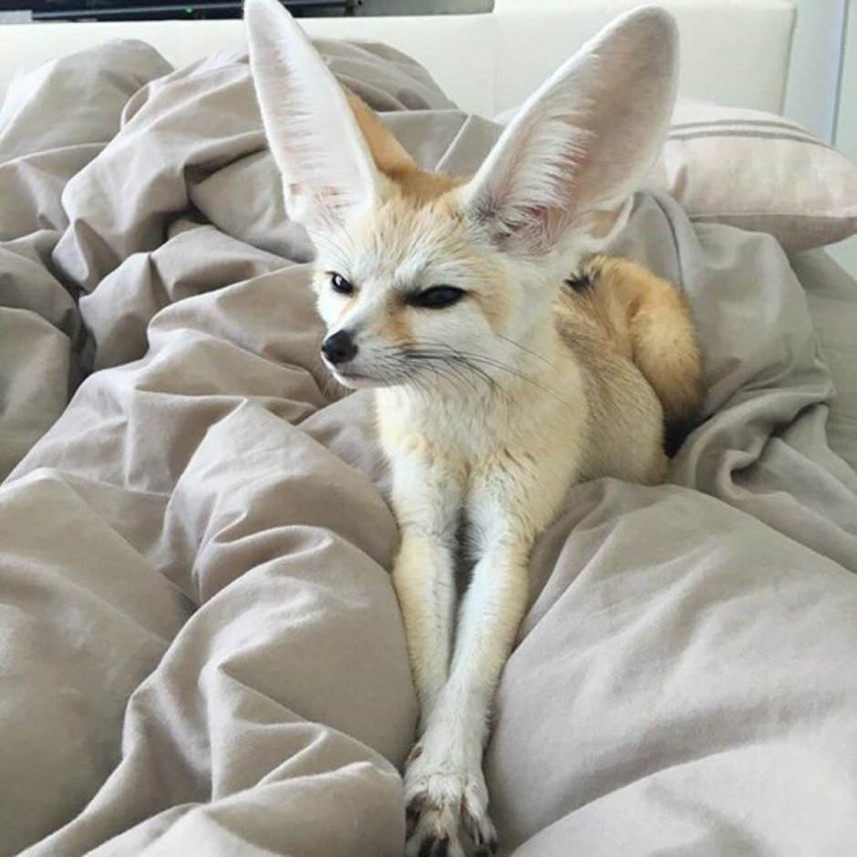 Фенек альбинос