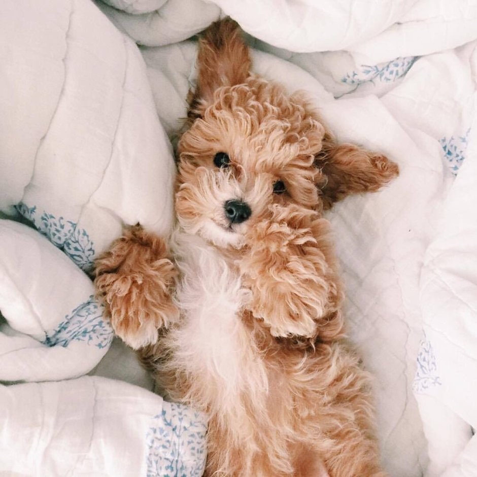 Эстетика собак