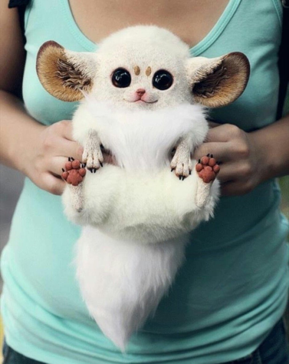 Мадагаскарский глазоух