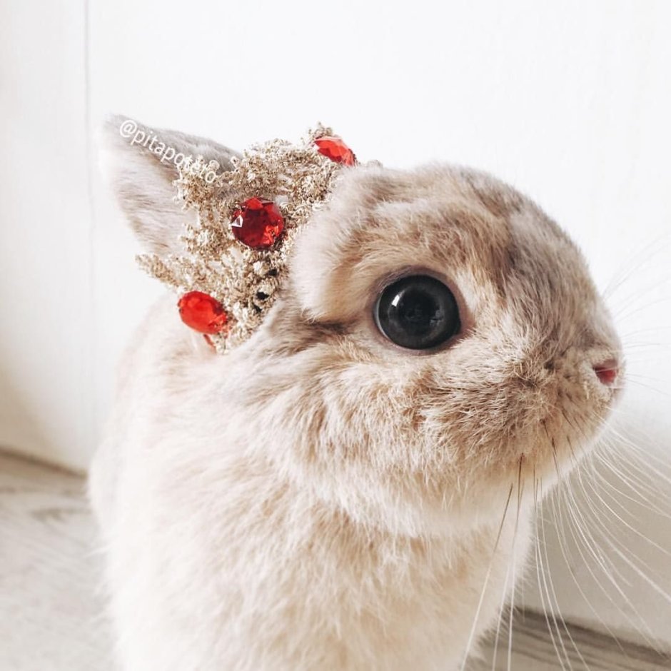 Кролик с короной