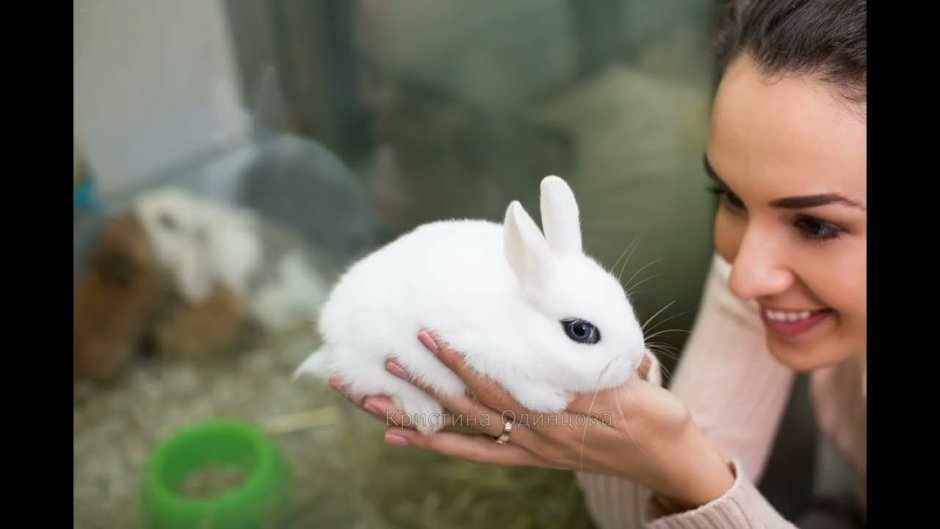 Контактный зоопарк кролики