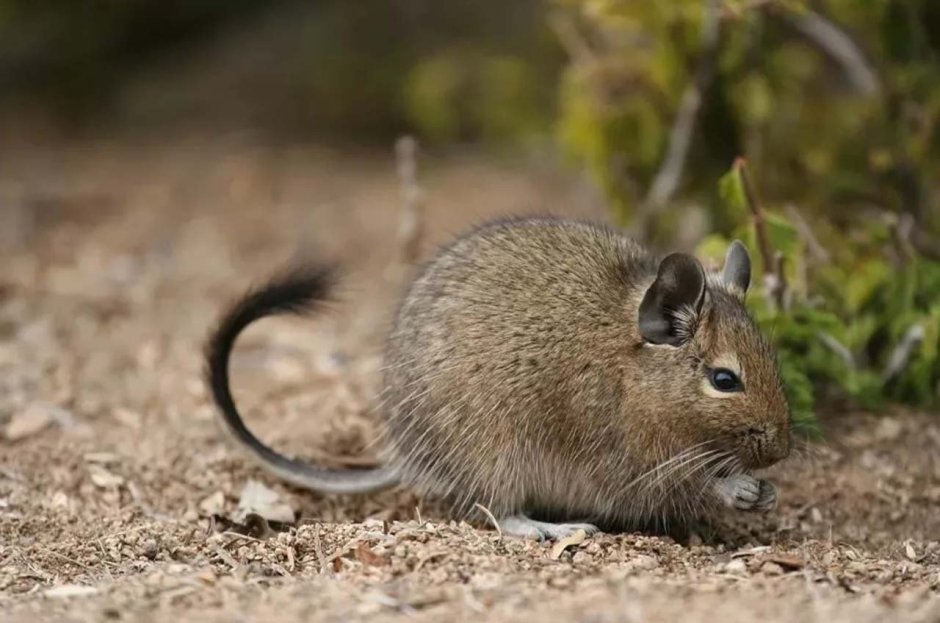 Домашняя белка дегу