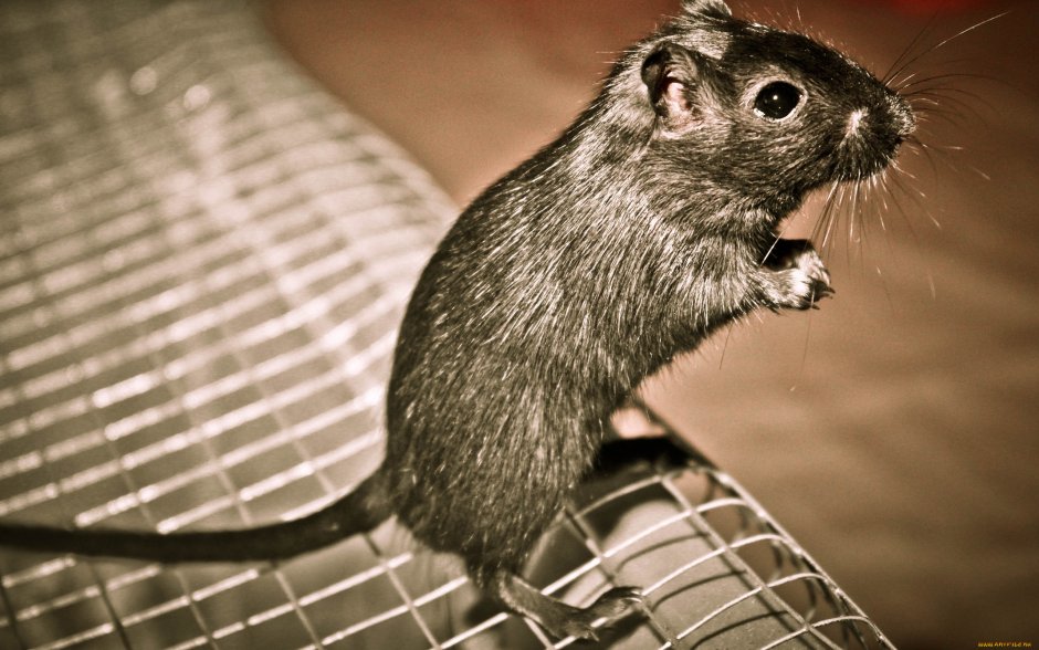 Крыса Песчанка