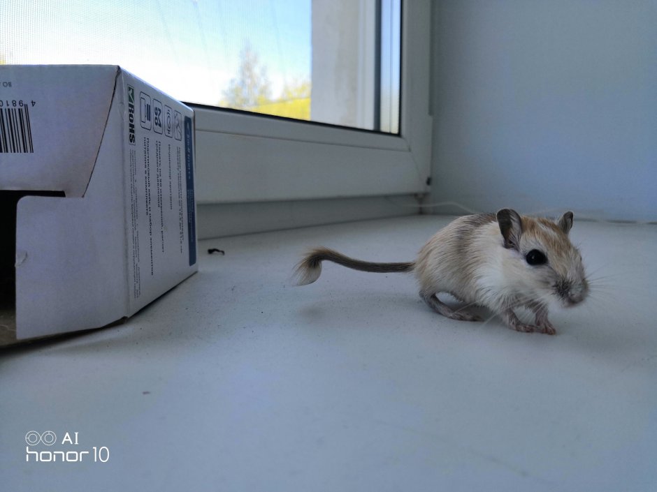 Мышки с пушистым хвостом домашние