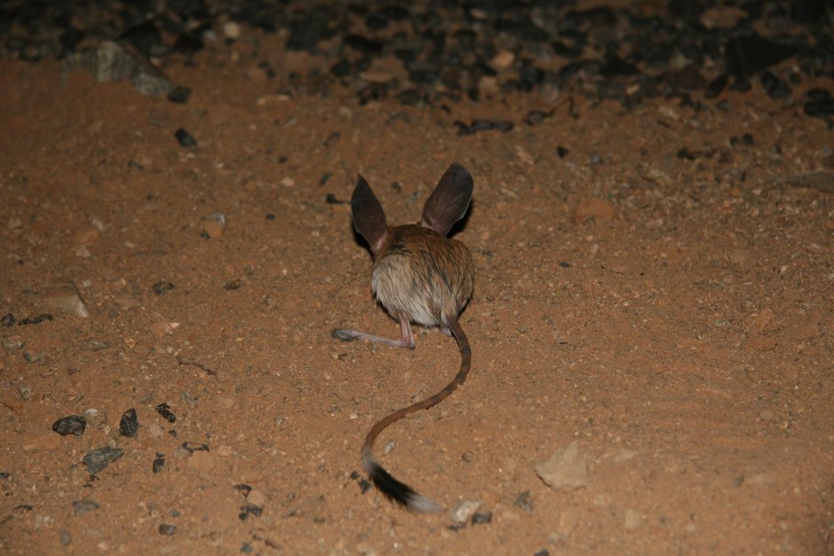 Тушканчик с длинным хвостом