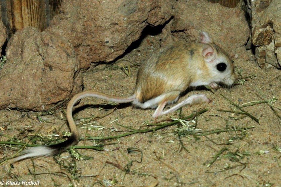 Мохноногий тушканчик (dipus Sagitta)