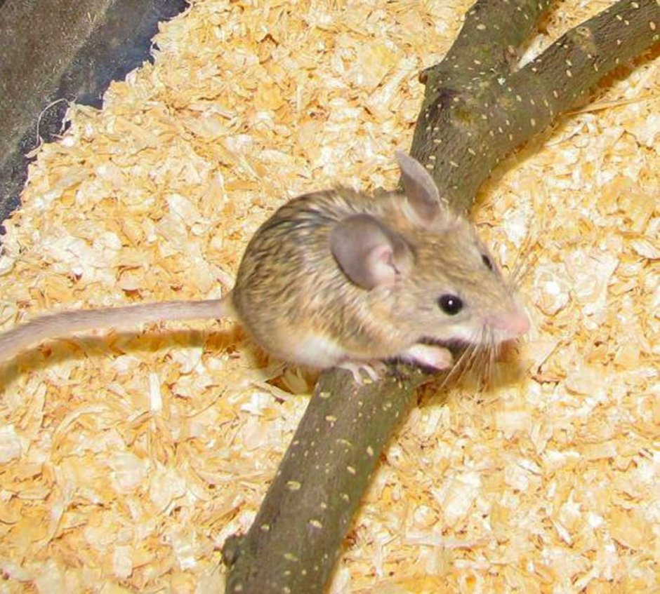 Calomyscus mystax