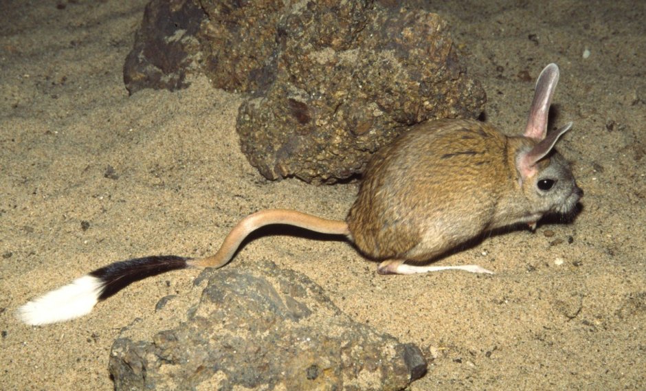 Большой тушканчик (Земляной заяц)