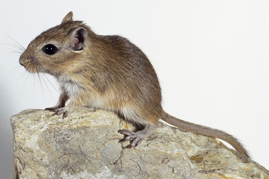 Короткоухая Песчанка