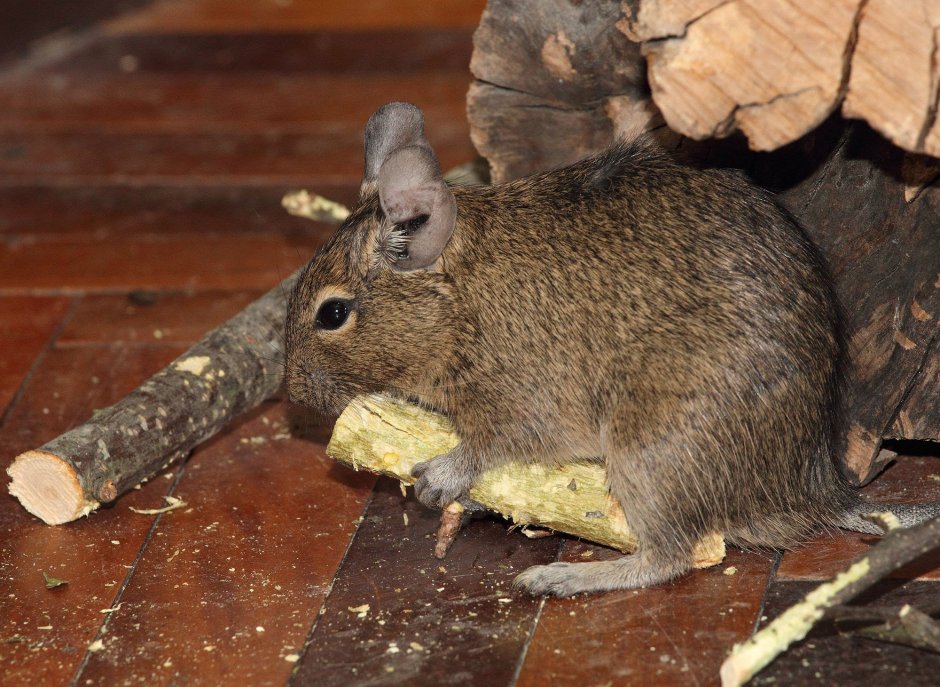 Белка дегу серая