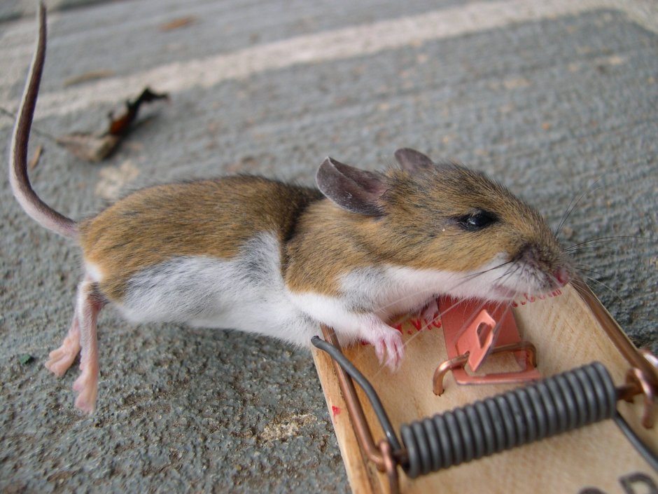 Грустная крыса