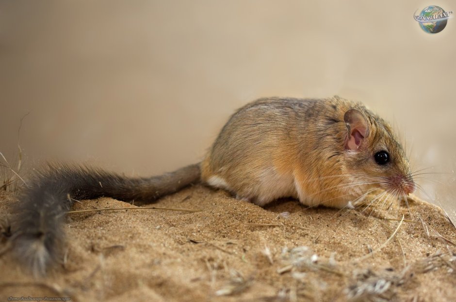 Североафриканская Песчанка