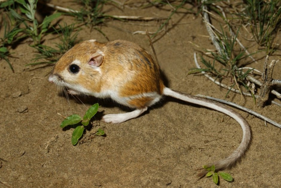 Пустынные кенгуровые крысы