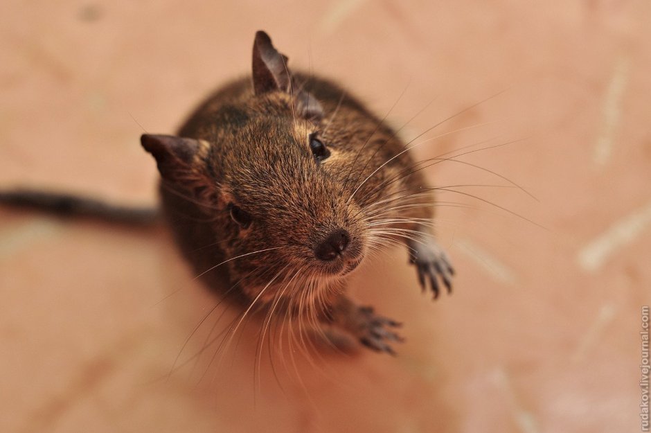 Дегу грызун