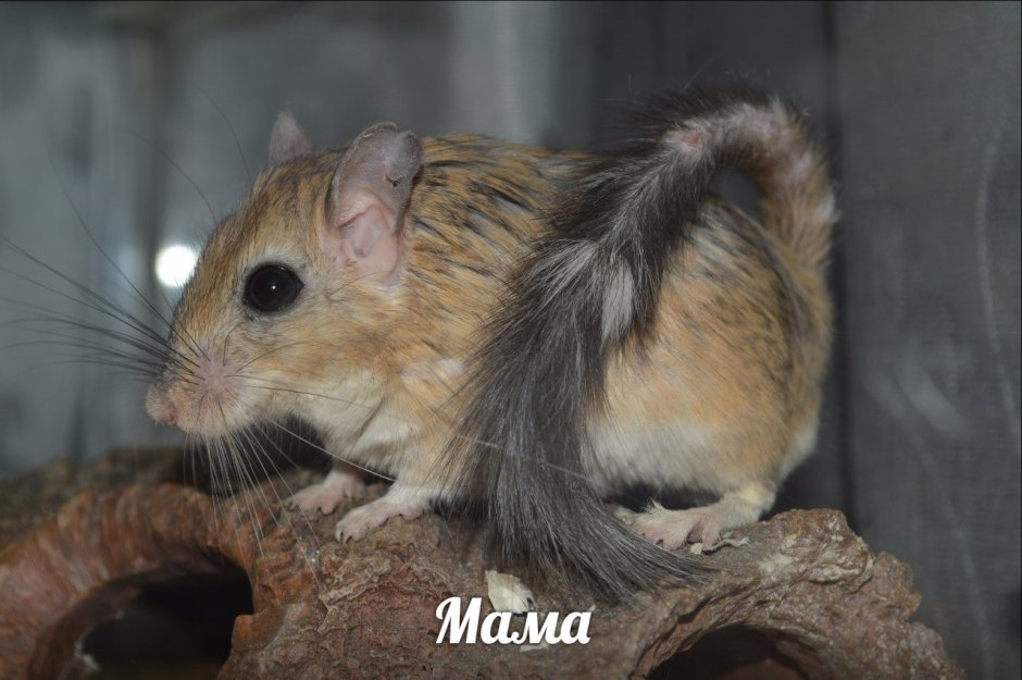 Песчанка пушистохвостая сикитамус