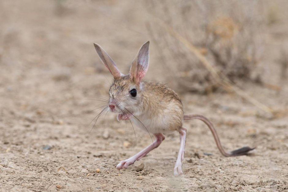 Карликовый трехпалый тушканчик