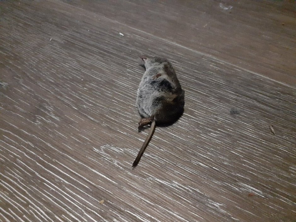 Самая лёгкая мышь в мире