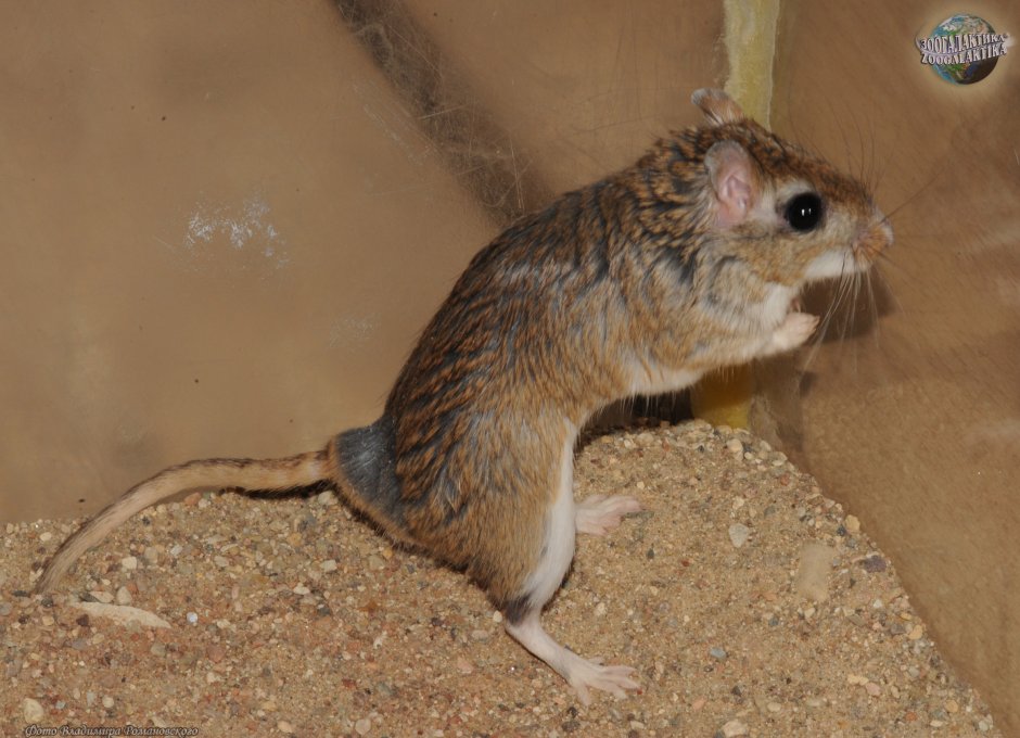 Тамарисковая Песчанка