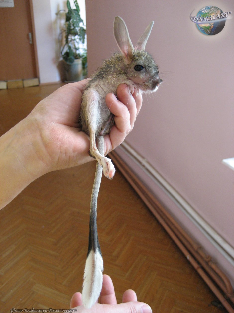 Тушканчик большой Allactaga Major Kerr 1792