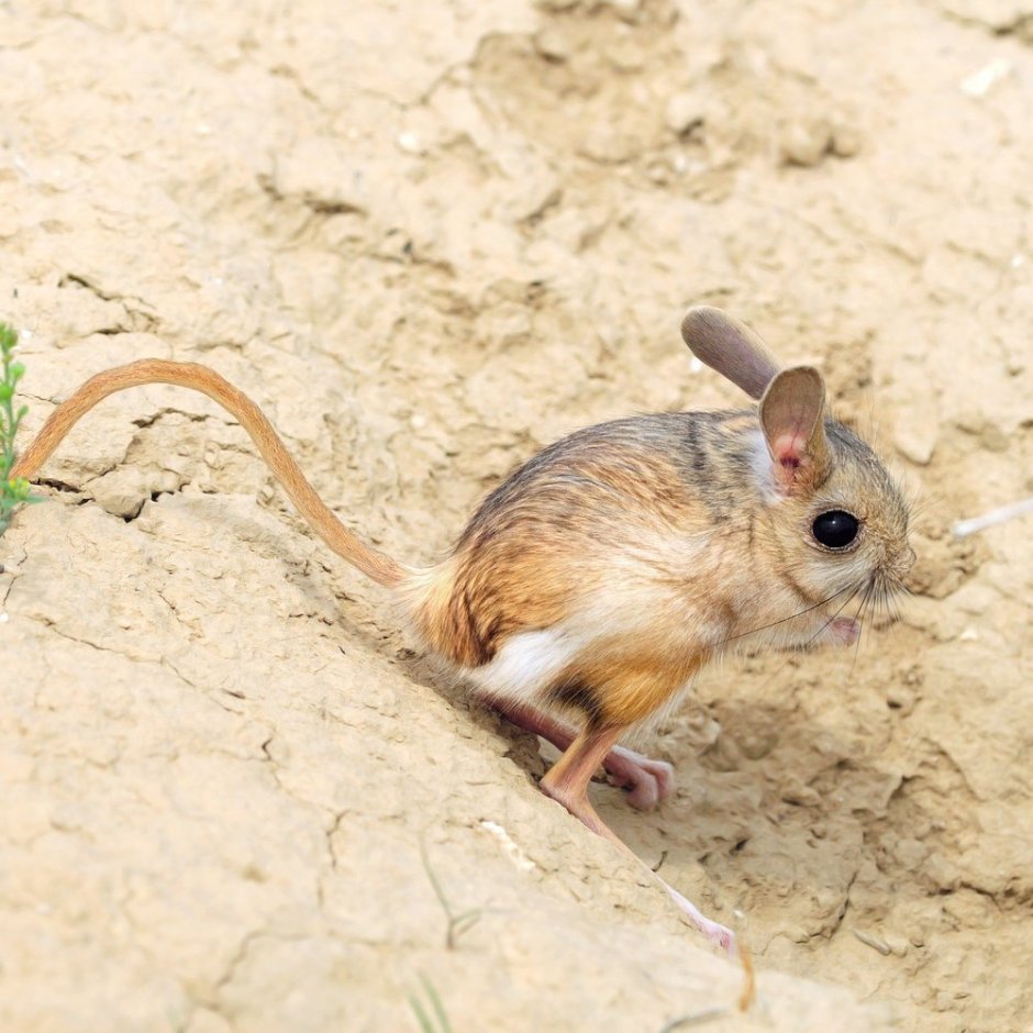 Тушканчик Северцова