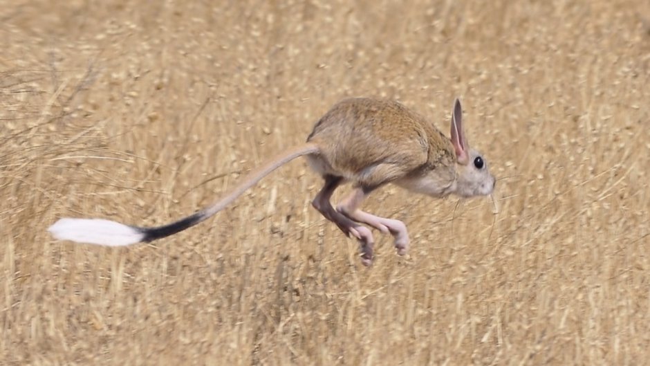 Тушканчик Степной