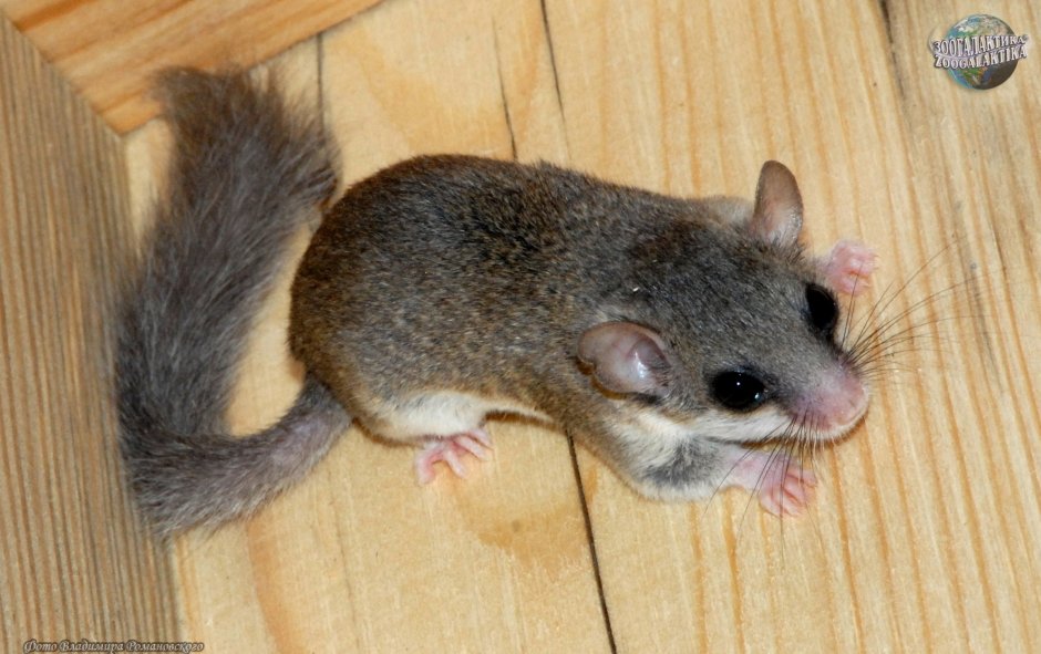 Закаспийская мышевидная Соня