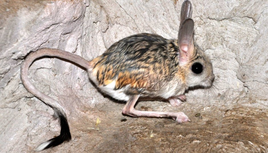 Большой тушканчик (Земляной заяц)