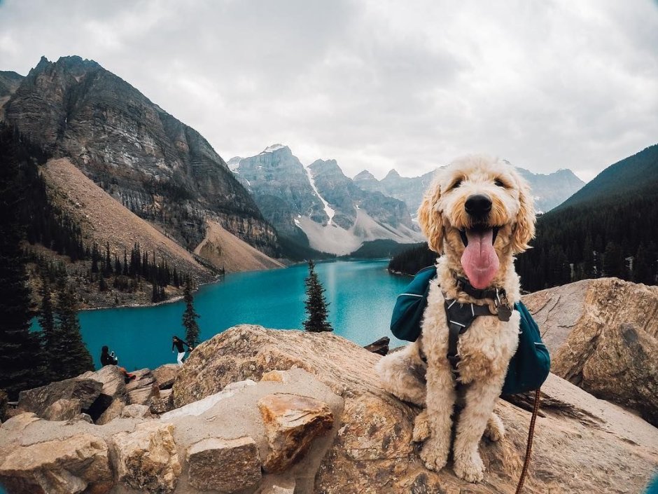 Туризм с собакой