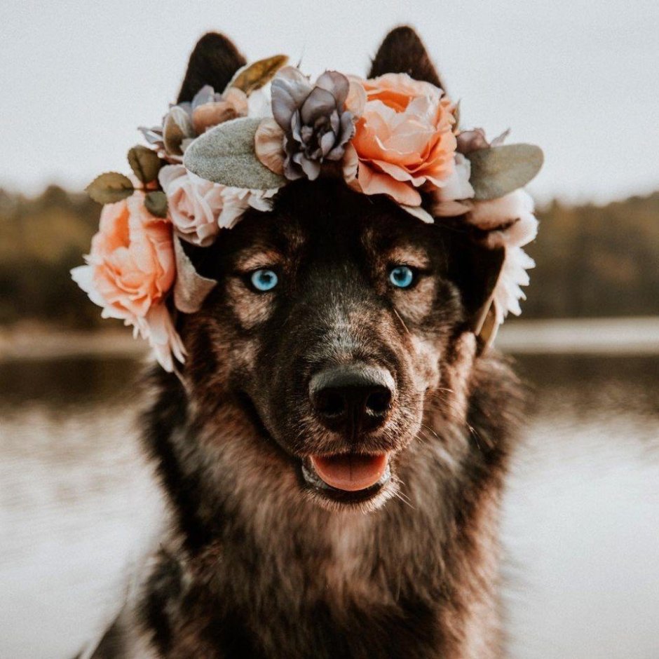 Собака в венке