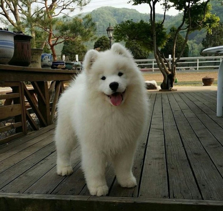 Самоед большой